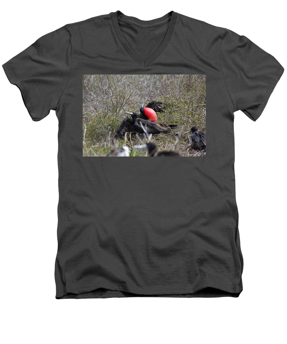 Frigate Birds Men's V-Neck T-Shirt featuring the photograph Frigate Mating Dance by Allan Morrison