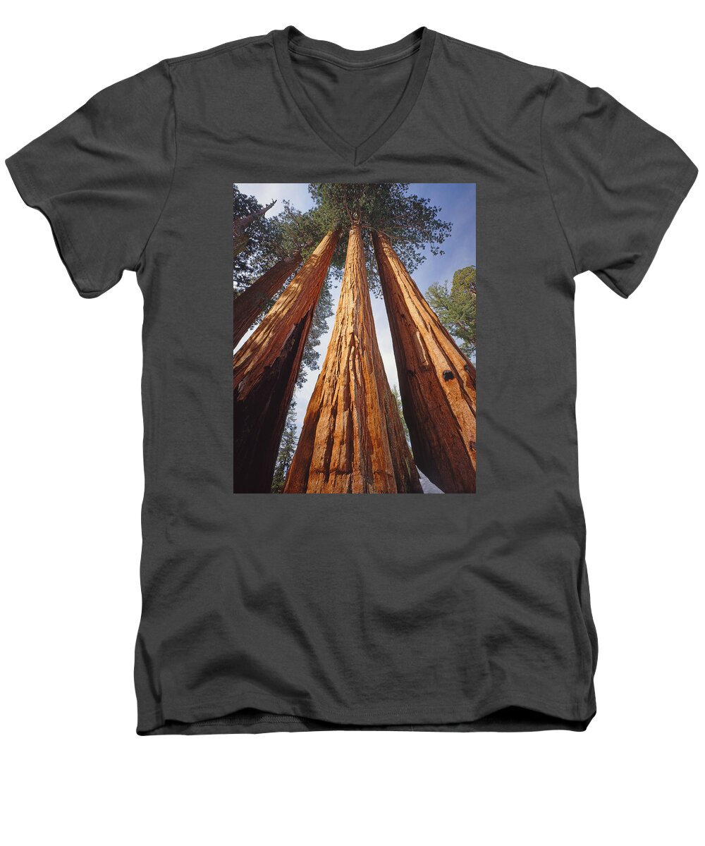 Giant Sequoias Men's V-Neck T-Shirt featuring the photograph 2M6833-Giant Sequoias by Ed Cooper Photography