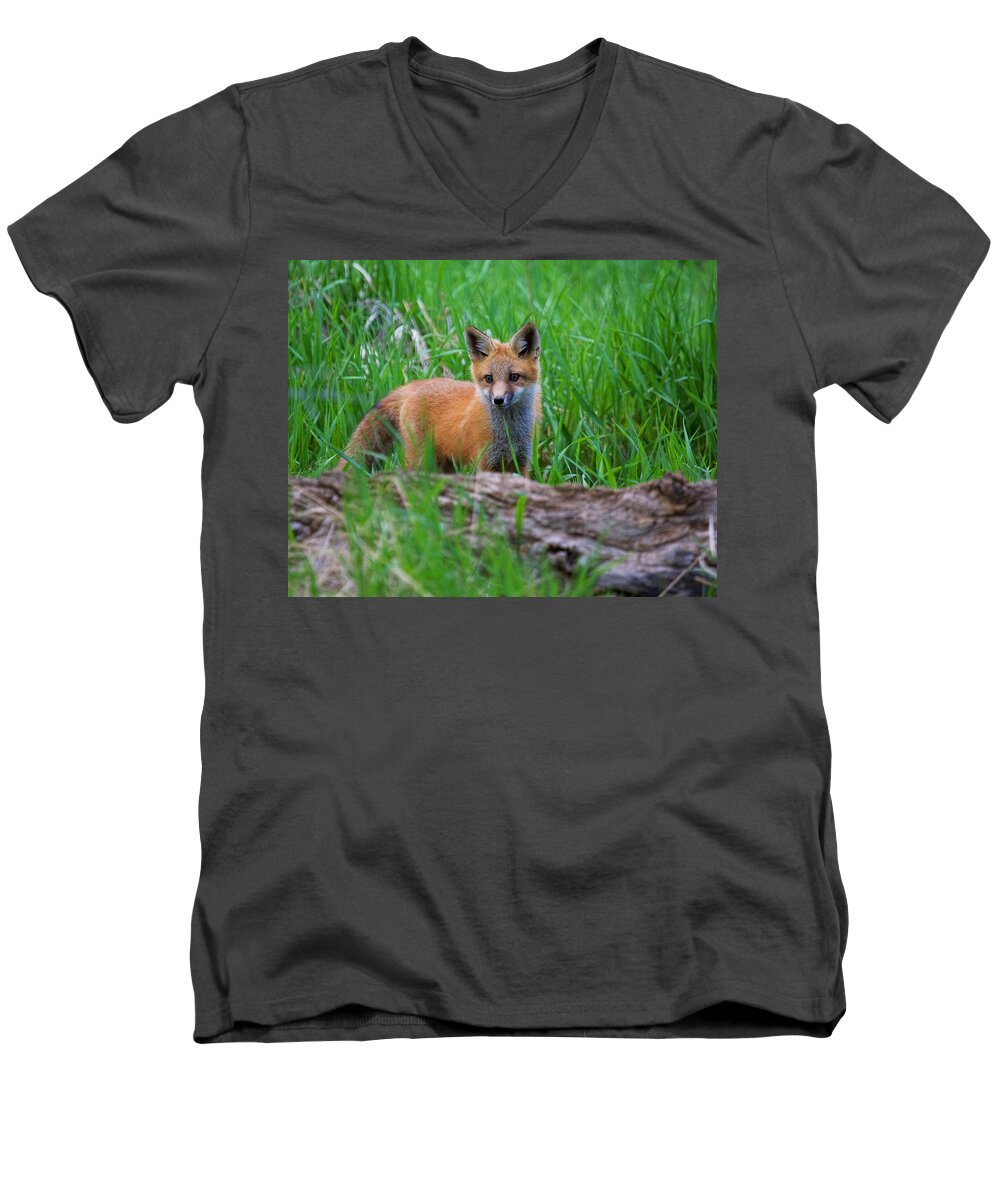 Fox Men's V-Neck T-Shirt featuring the photograph Green as Grass by Jim Garrison