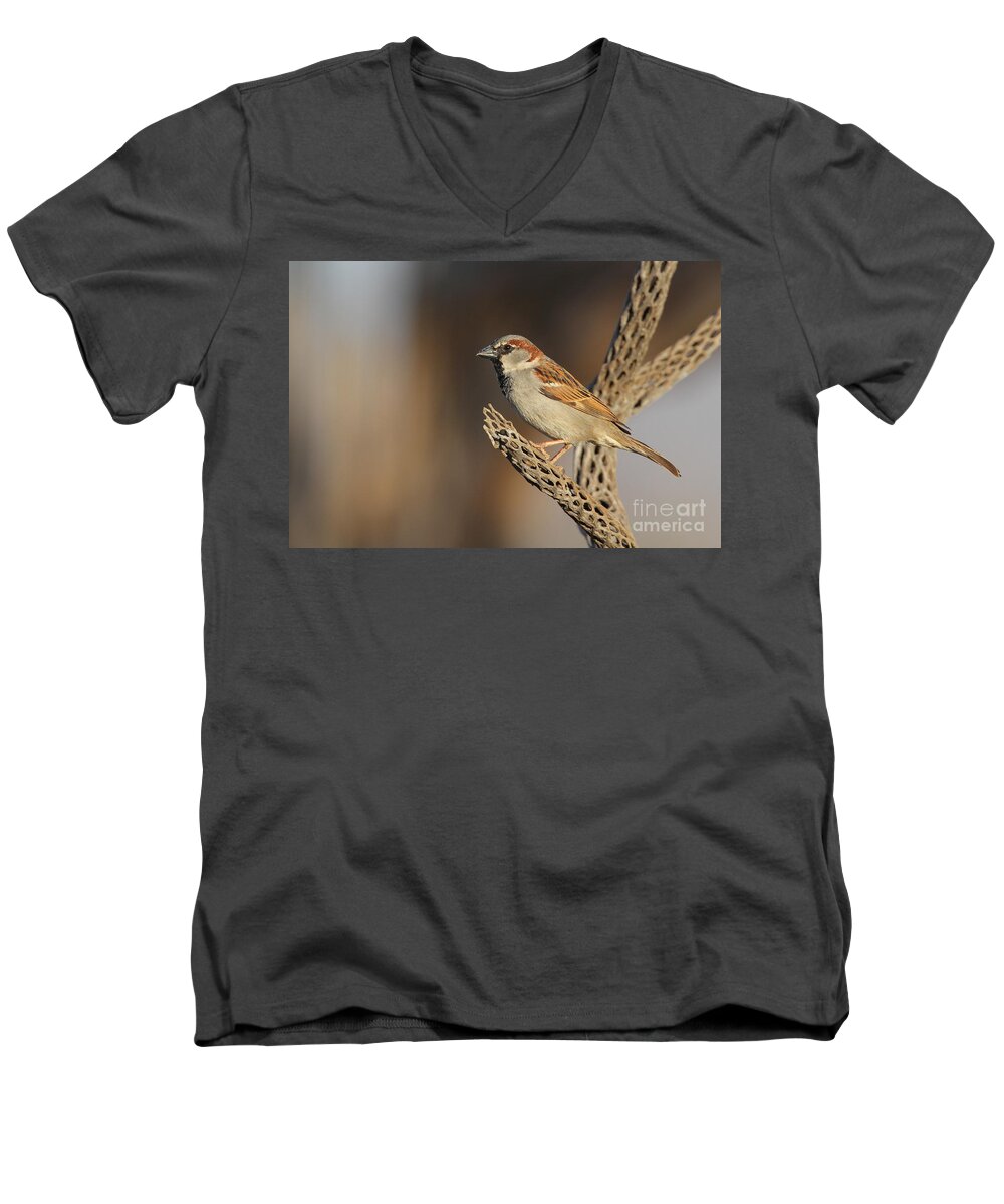 House Sparrow Men's V-Neck T-Shirt featuring the photograph House Sparrow on Cactus by Bryan Keil