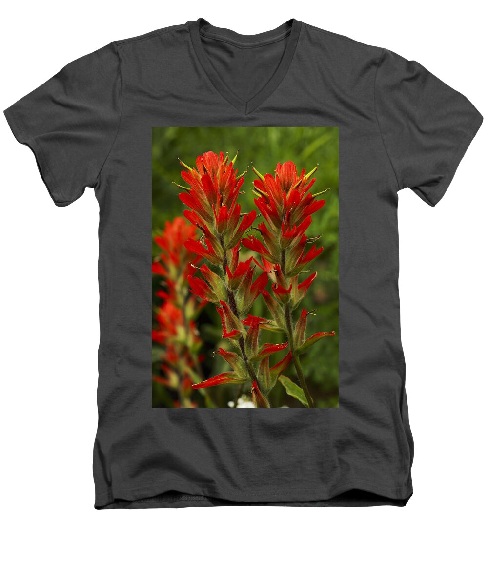 Colorado Men's V-Neck T-Shirt featuring the photograph Indian Paintbrush by Alan Vance Ley