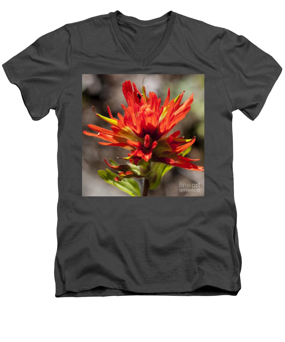 Nature Men's V-Neck T-Shirt featuring the photograph Indian Paintbrush by Belinda Greb