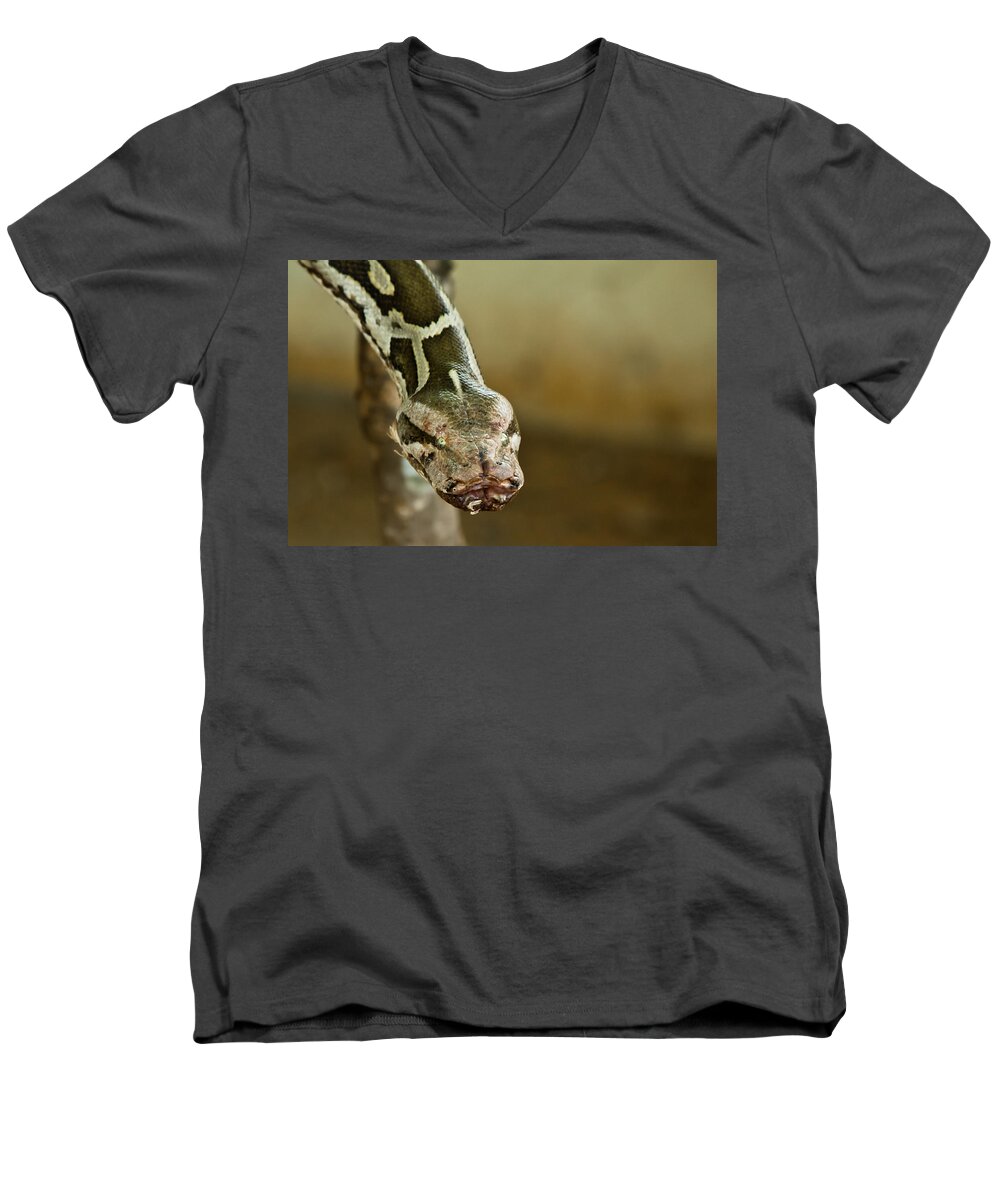 Shimoga Men's V-Neck T-Shirt featuring the photograph Indian Python by SAURAVphoto Online Store