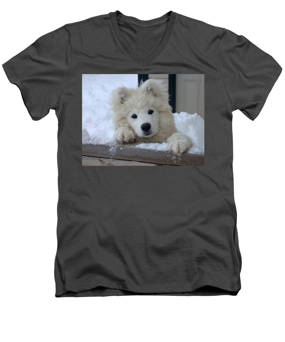 Samoyed Men's V-Neck T-Shirt featuring the photograph Loving The Snow by Shane Bechler