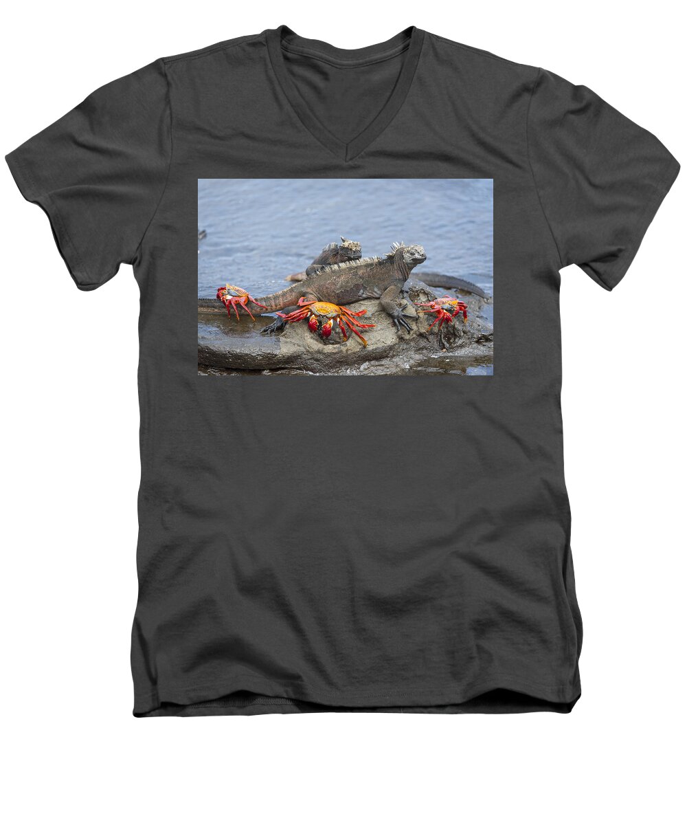 Tui De Roy Men's V-Neck T-Shirt featuring the photograph Marine Iguana Pair And Sally Lightfoot by Tui De Roy