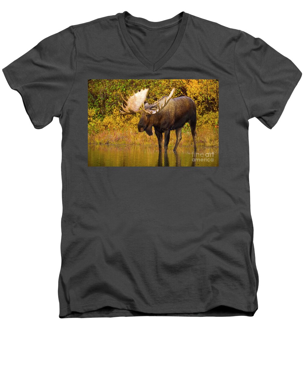 00345399 Men's V-Neck T-Shirt featuring the photograph Moose In Glacial Kettle Pond by Yva Momatiuk John Eastcott