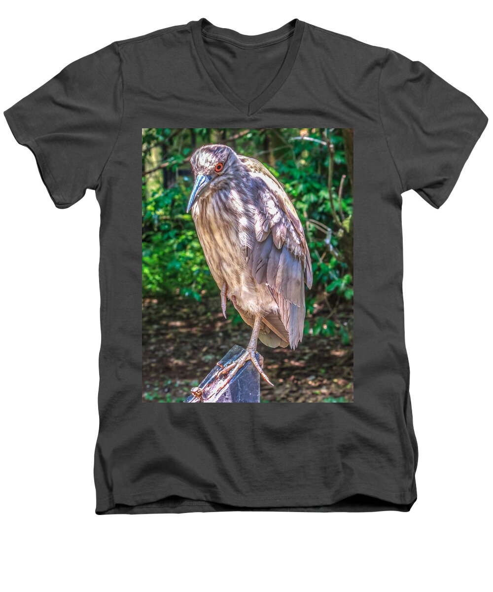 Adult Men's V-Neck T-Shirt featuring the photograph Nycticorax nycticorax by Traveler's Pics