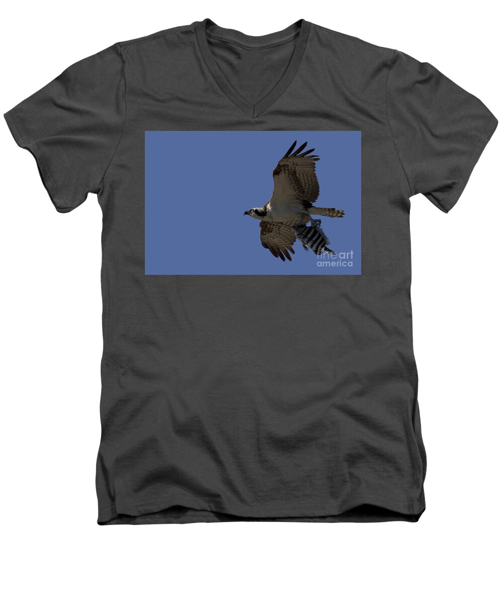 Osprey Men's V-Neck T-Shirt featuring the photograph Osprey with Breakfast by Meg Rousher