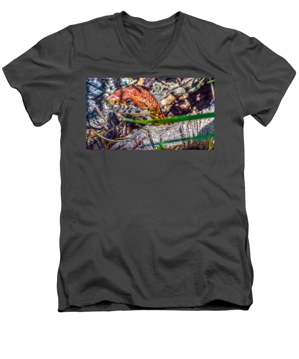 Animal Men's V-Neck T-Shirt featuring the photograph Pantherophis guttatus by Traveler's Pics