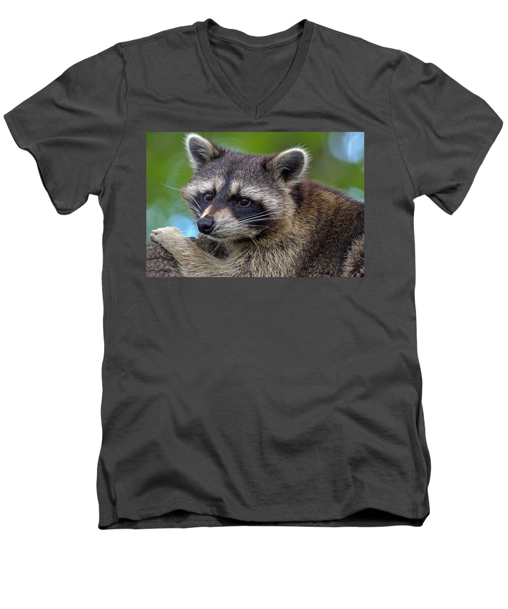 Raccoon Men's V-Neck T-Shirt featuring the photograph Raccoon by Jerry Gammon