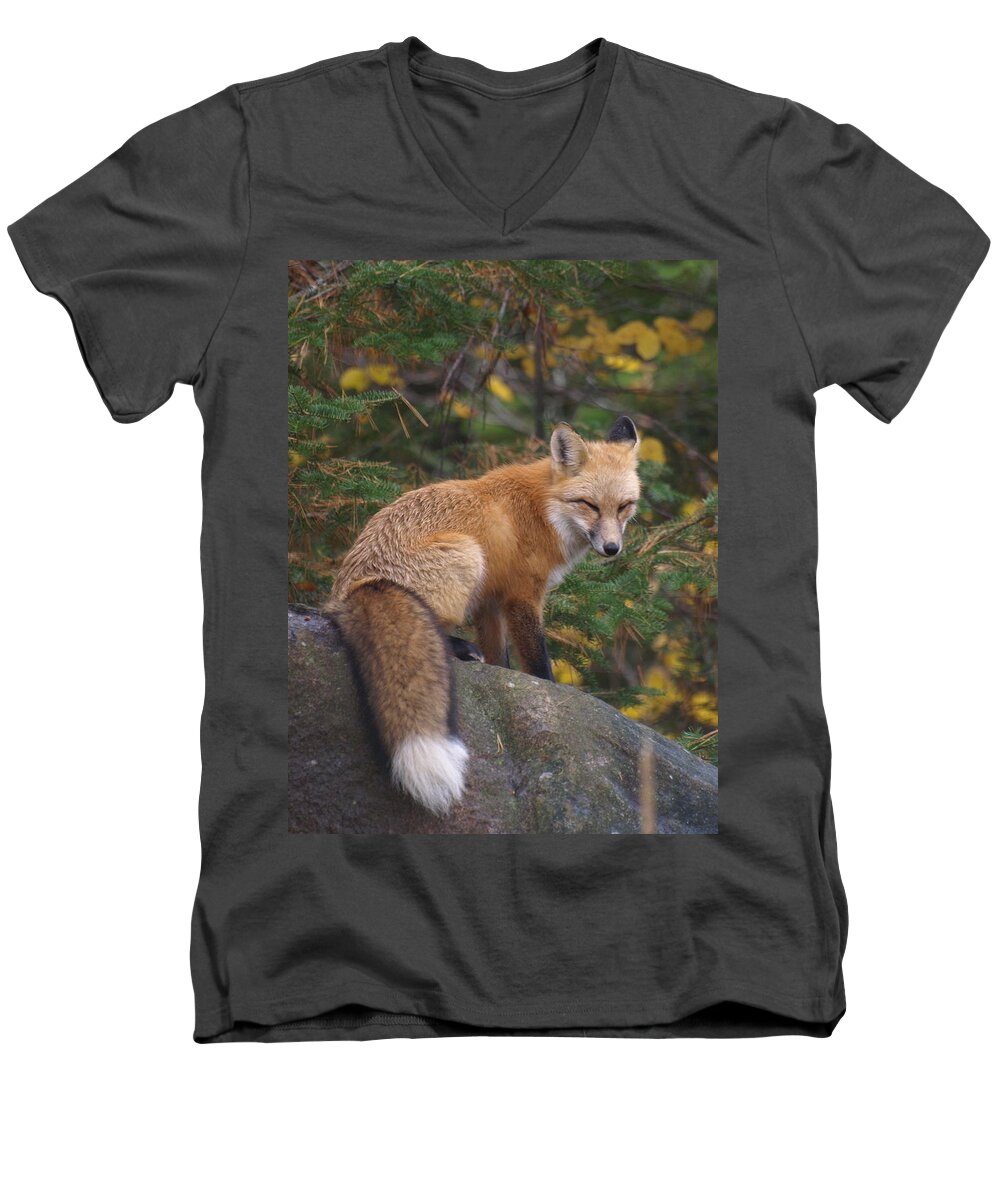 Foxes Men's V-Neck T-Shirt featuring the photograph Red Fox by James Peterson