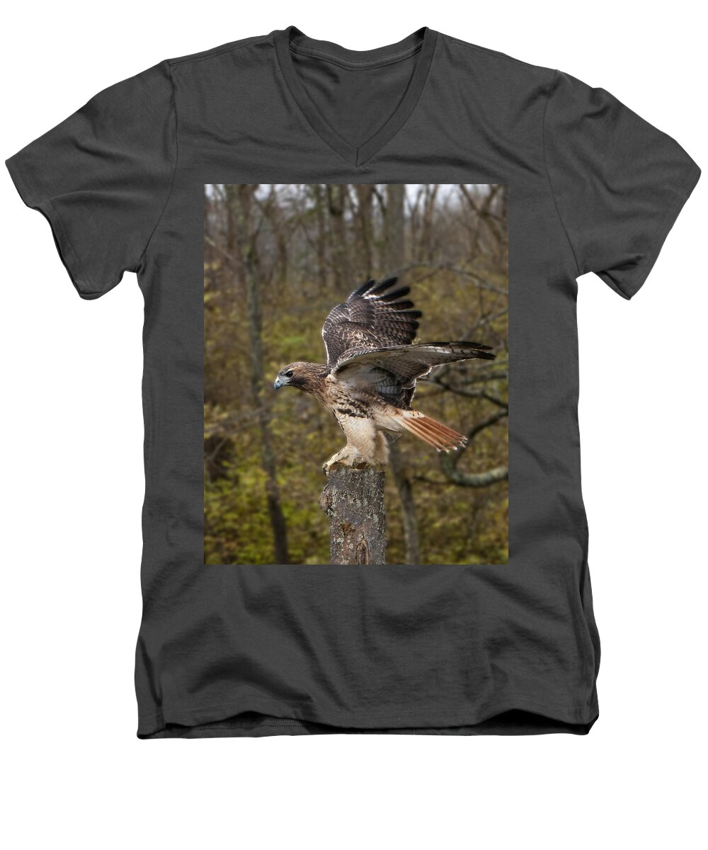 Red Tailed Hawk Men's V-Neck T-Shirt featuring the photograph Red Tailed Hawk by Phyllis Taylor