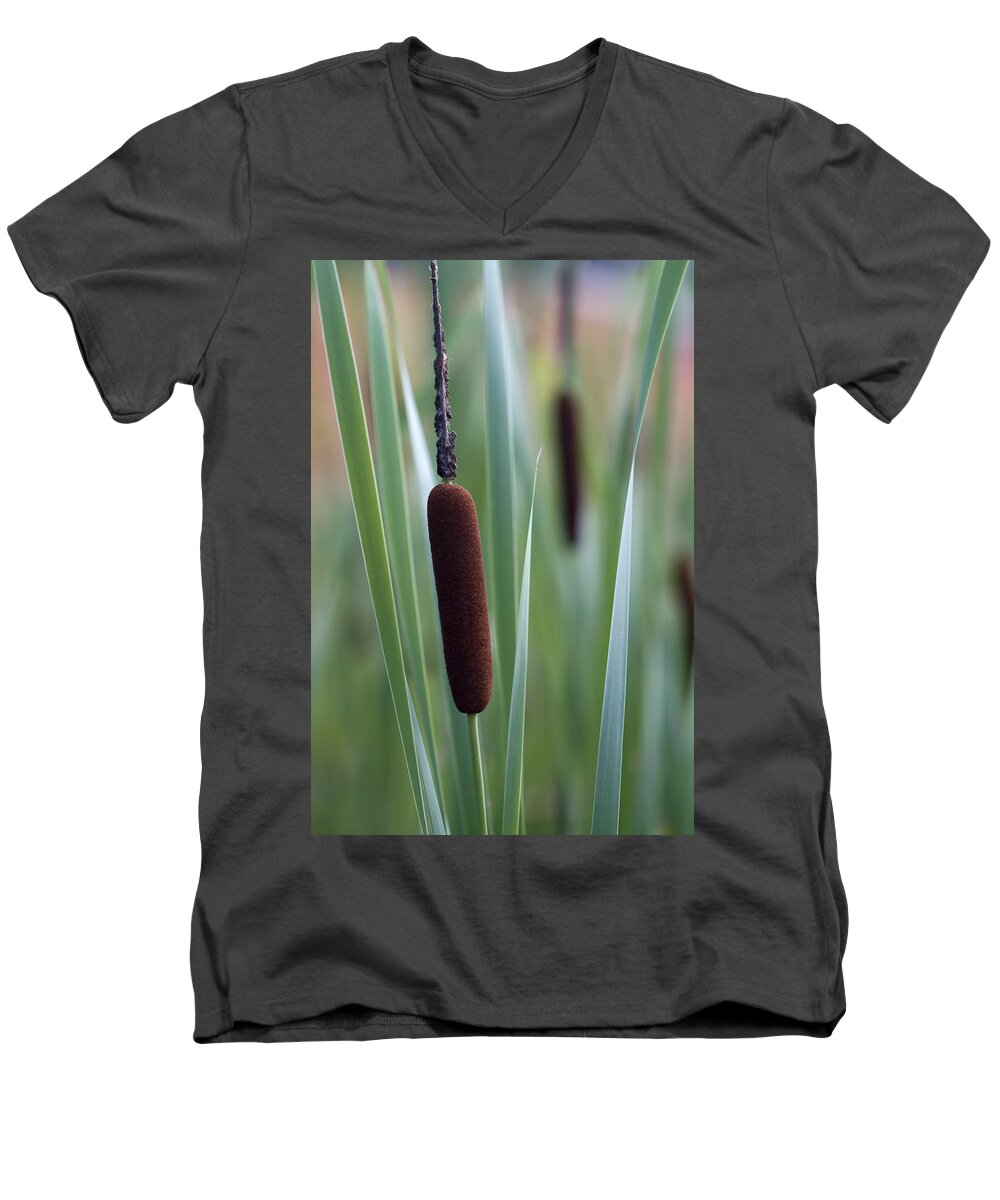 Typha Latifolia Men's V-Neck T-Shirt featuring the photograph Regal American Cattails by Kathy Clark