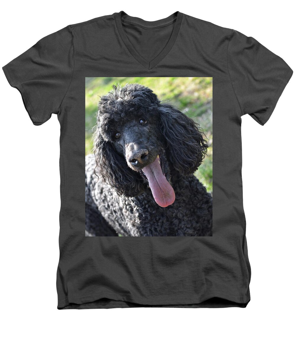 Standard Poodle Men's V-Neck T-Shirt featuring the photograph Standard Poodle by Lisa Phillips