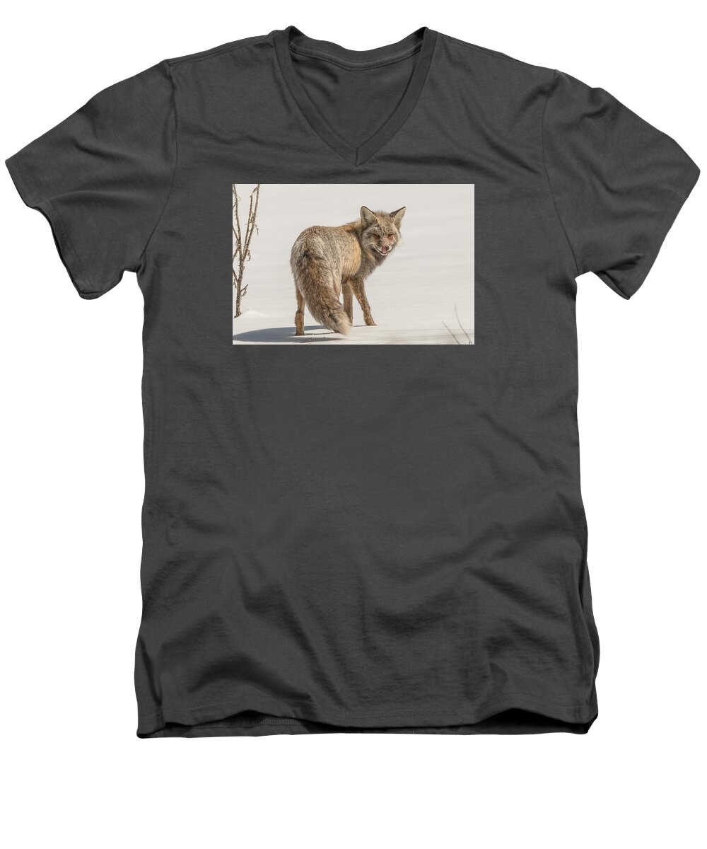 Fox Men's V-Neck T-Shirt featuring the photograph The Hungry Fox by Yeates Photography