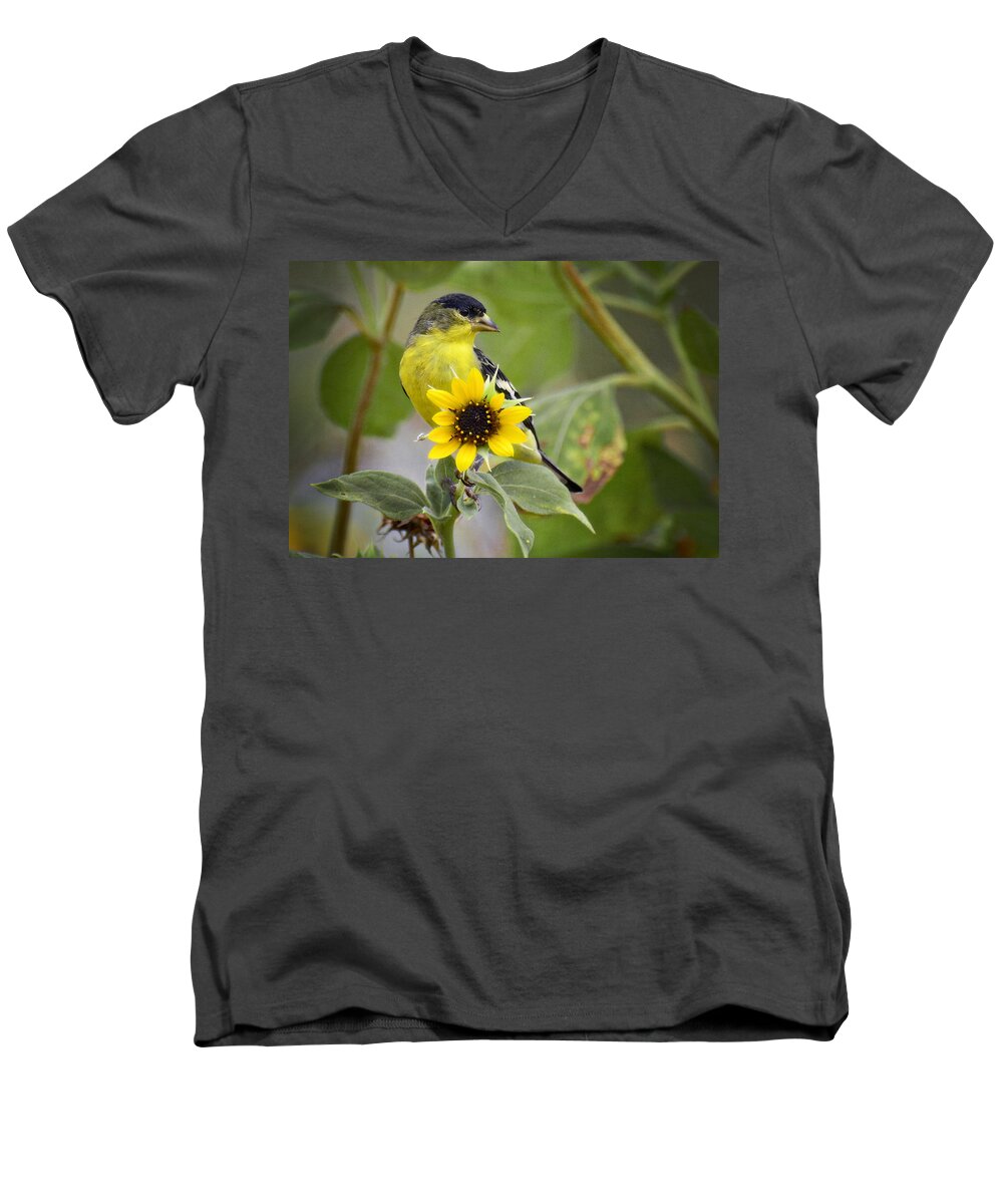Lesser Gold Finch Men's V-Neck T-Shirt featuring the photograph The Lesser Goldfinch by Saija Lehtonen