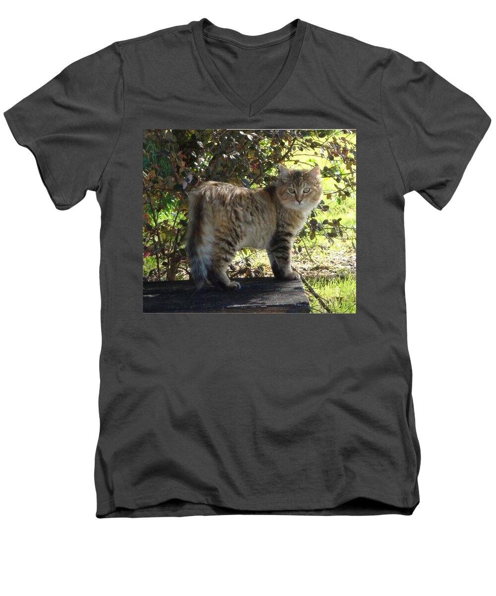 Barn Cat Men's V-Neck T-Shirt featuring the photograph Timber the Kitten by Barbie Batson