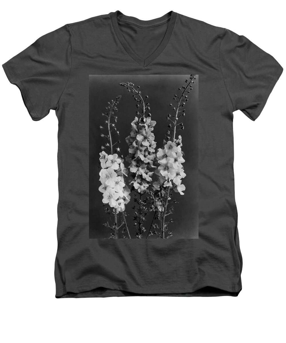Garden Men's V-Neck T-Shirt featuring the photograph Verbascum Phoeniceum Flowers by J. Horace McFarland