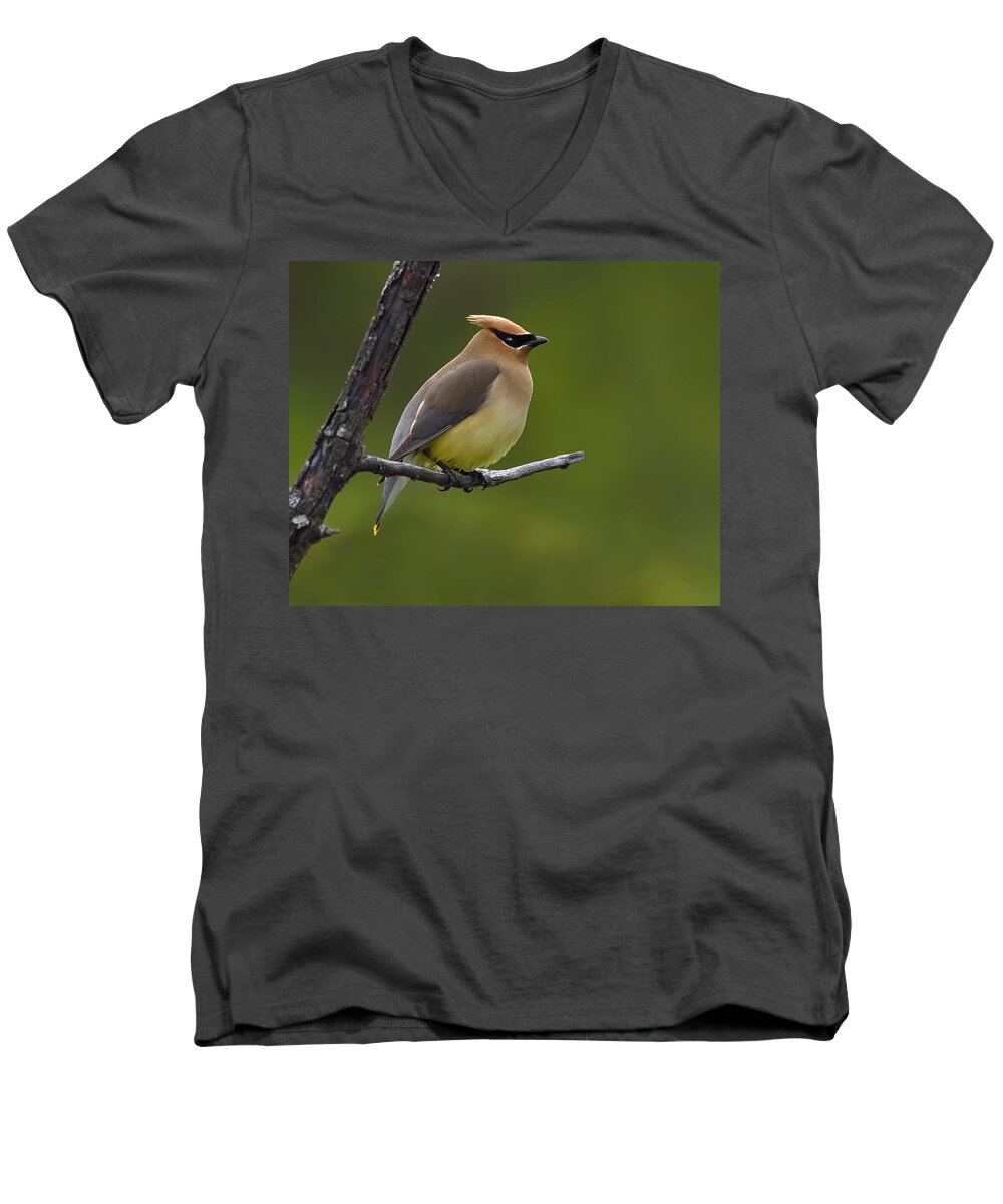 Cedar Waxwing Men's V-Neck T-Shirt featuring the photograph Wax On by Tony Beck