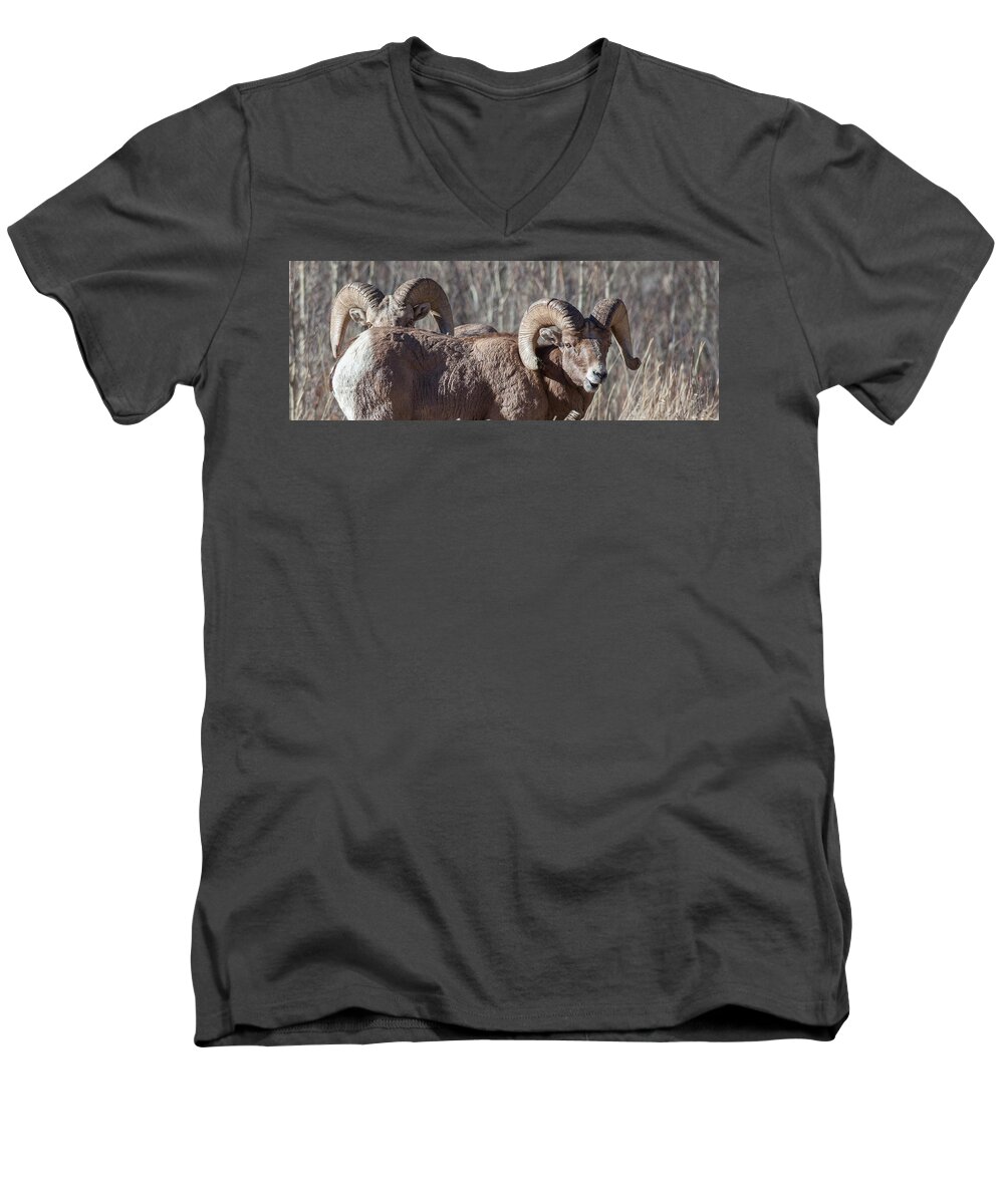 Big Horn Sheep Men's V-Neck T-Shirt featuring the photograph Working Together by Kevin Dietrich