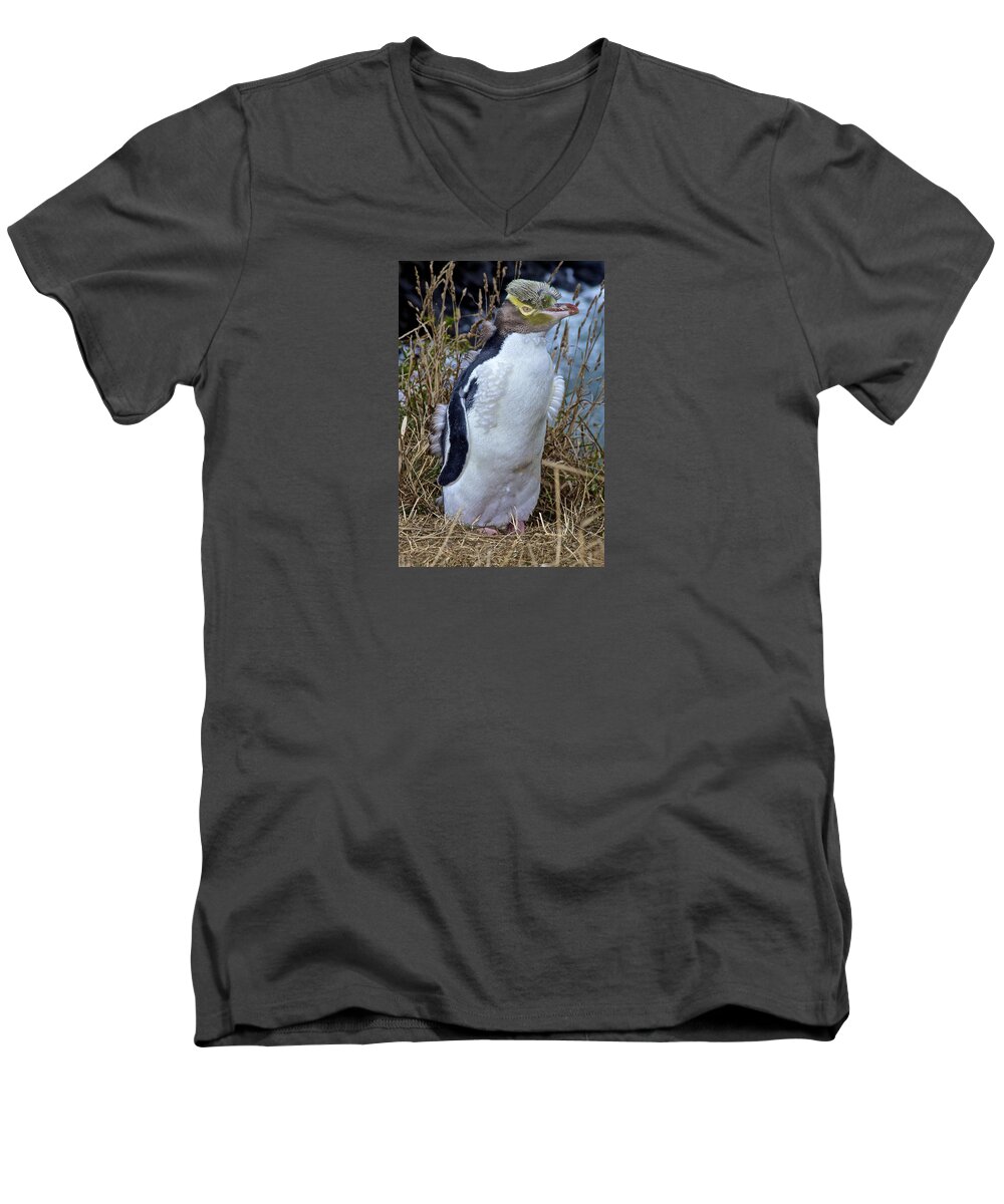 Megadyptes Antipodes Men's V-Neck T-Shirt featuring the photograph Endangered Yellow Eyed Penguin Hoiho by Venetia Featherstone-Witty