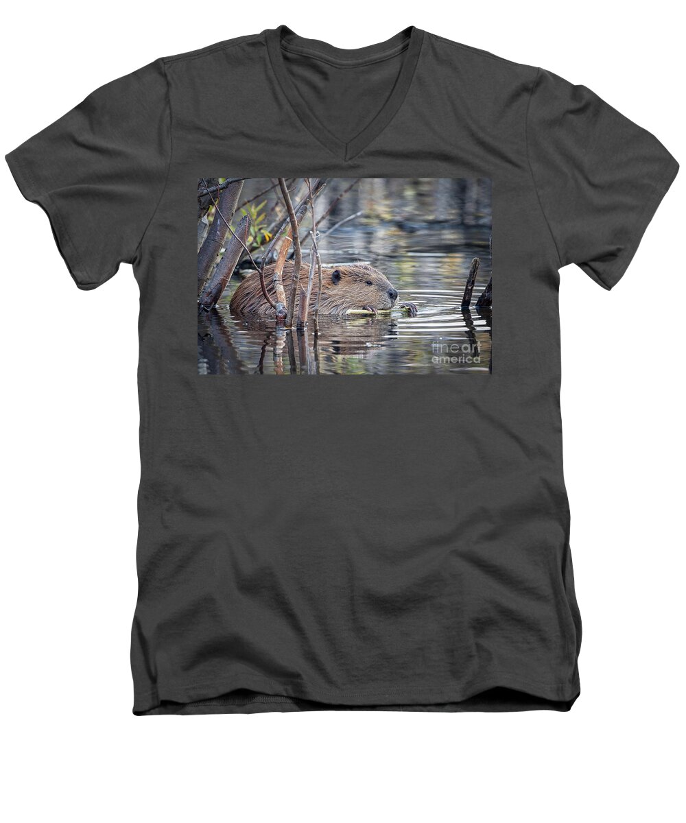 2012 Men's V-Neck T-Shirt featuring the photograph American Beaver by Ronald Lutz