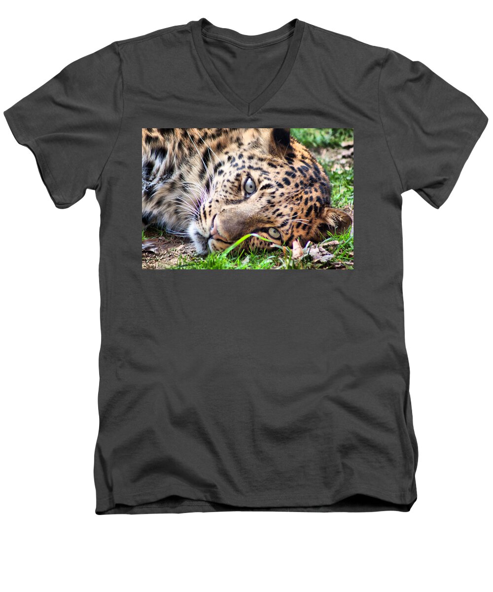 Leopard Men's V-Neck T-Shirt featuring the photograph Amur Leopard by Lynne Jenkins