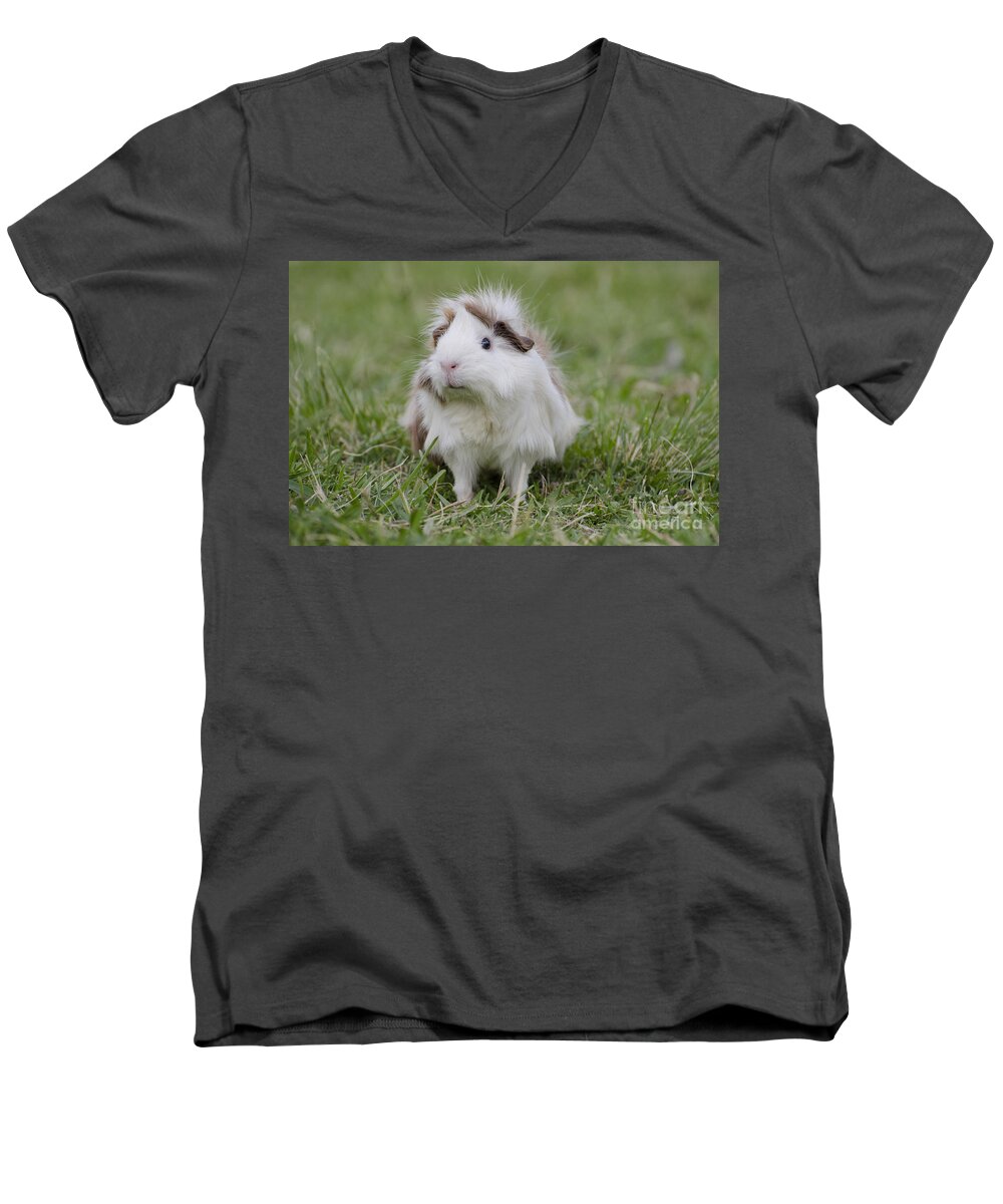 Guinea Pig Men's V-Neck T-Shirt featuring the photograph Have you seen my hairspray? by Jim And Emily Bush