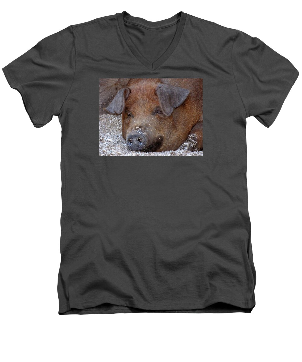Pigs Men's V-Neck T-Shirt featuring the photograph This Little Piggy Took a Nap by Lori Lafargue