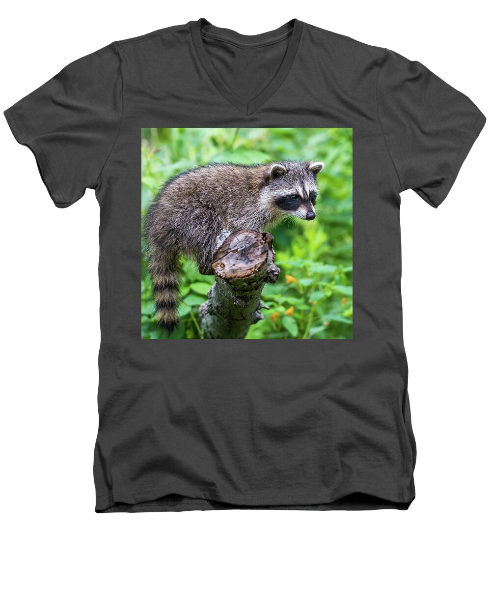 Racoon Men's V-Neck T-Shirt featuring the photograph Baby Racoon #1 by Paul Freidlund