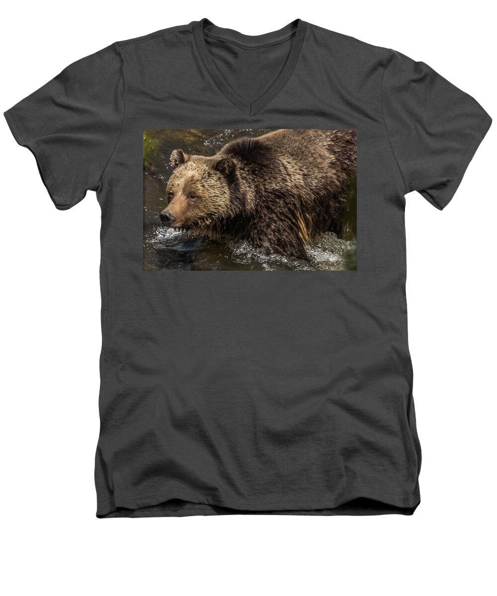 Grizzly Bear Men's V-Neck T-Shirt featuring the photograph Beryl Springs Sow In The River #1 by Yeates Photography