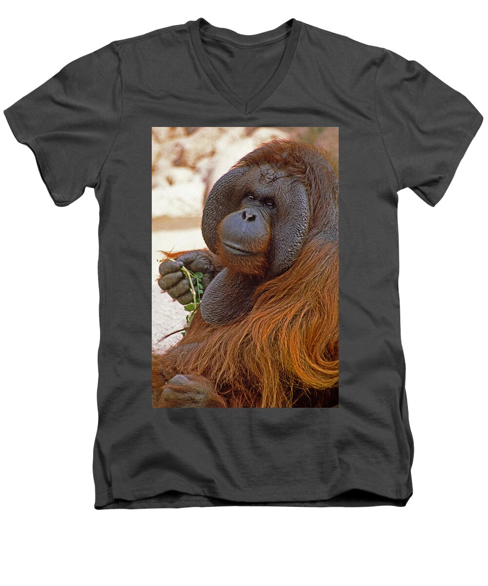 Orangutan Men's V-Neck T-Shirt featuring the photograph Big Daddy #1 by Michele Burgess