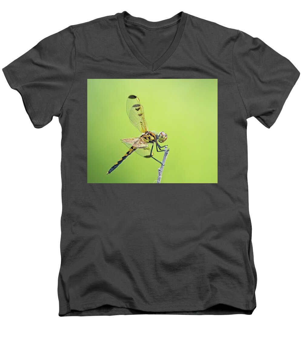 Dragonfly Men's V-Neck T-Shirt featuring the photograph Calico Pennant #1 by Jim Zablotny