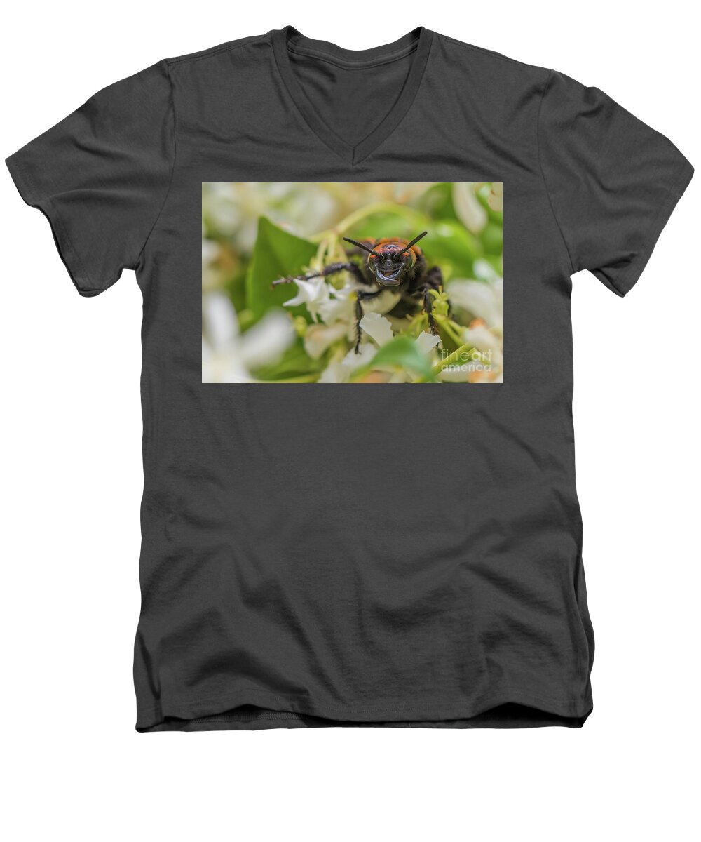 Animal Men's V-Neck T-Shirt featuring the photograph Mammoth wasp Megascolia maculata maculata #1 by Jivko Nakev