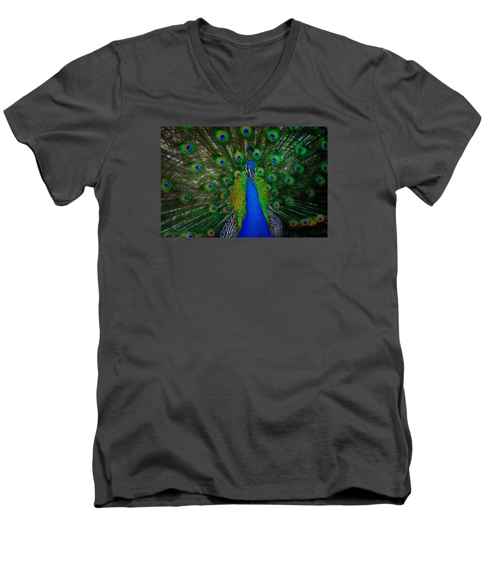 Peacock Men's V-Neck T-Shirt featuring the photograph Peacock #1 by Harry Spitz
