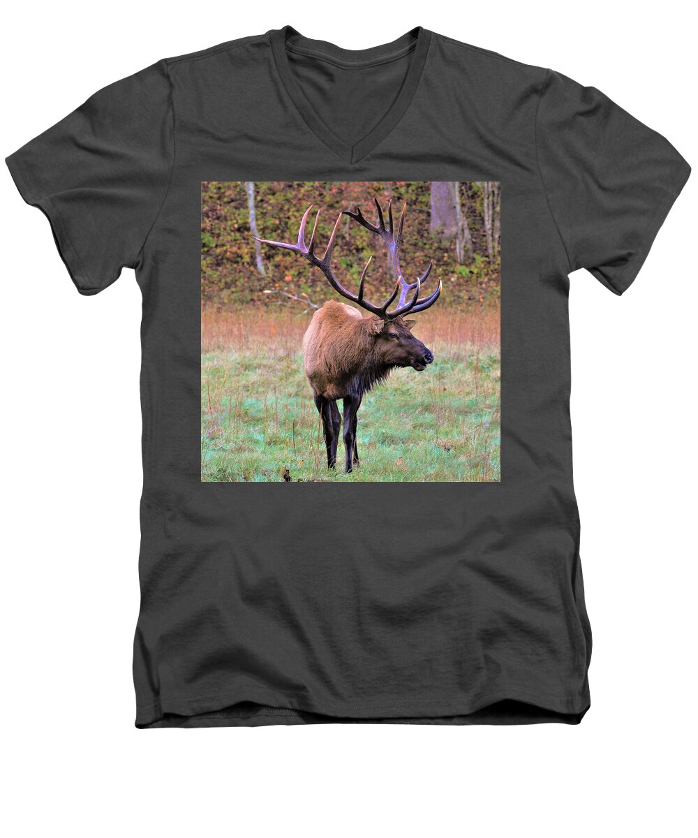 Cataloochee Elk Men's V-Neck T-Shirt featuring the photograph The Boss #1 by Chuck Brown