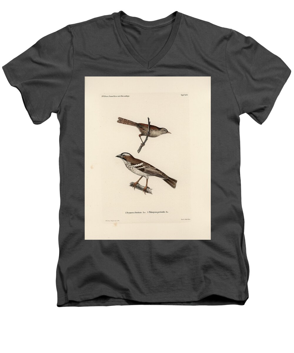 Birds Men's V-Neck T-Shirt featuring the drawing White-browed Sparrow-weaver and Grass or Bush Warbler #1 by J D L Franz Wagner