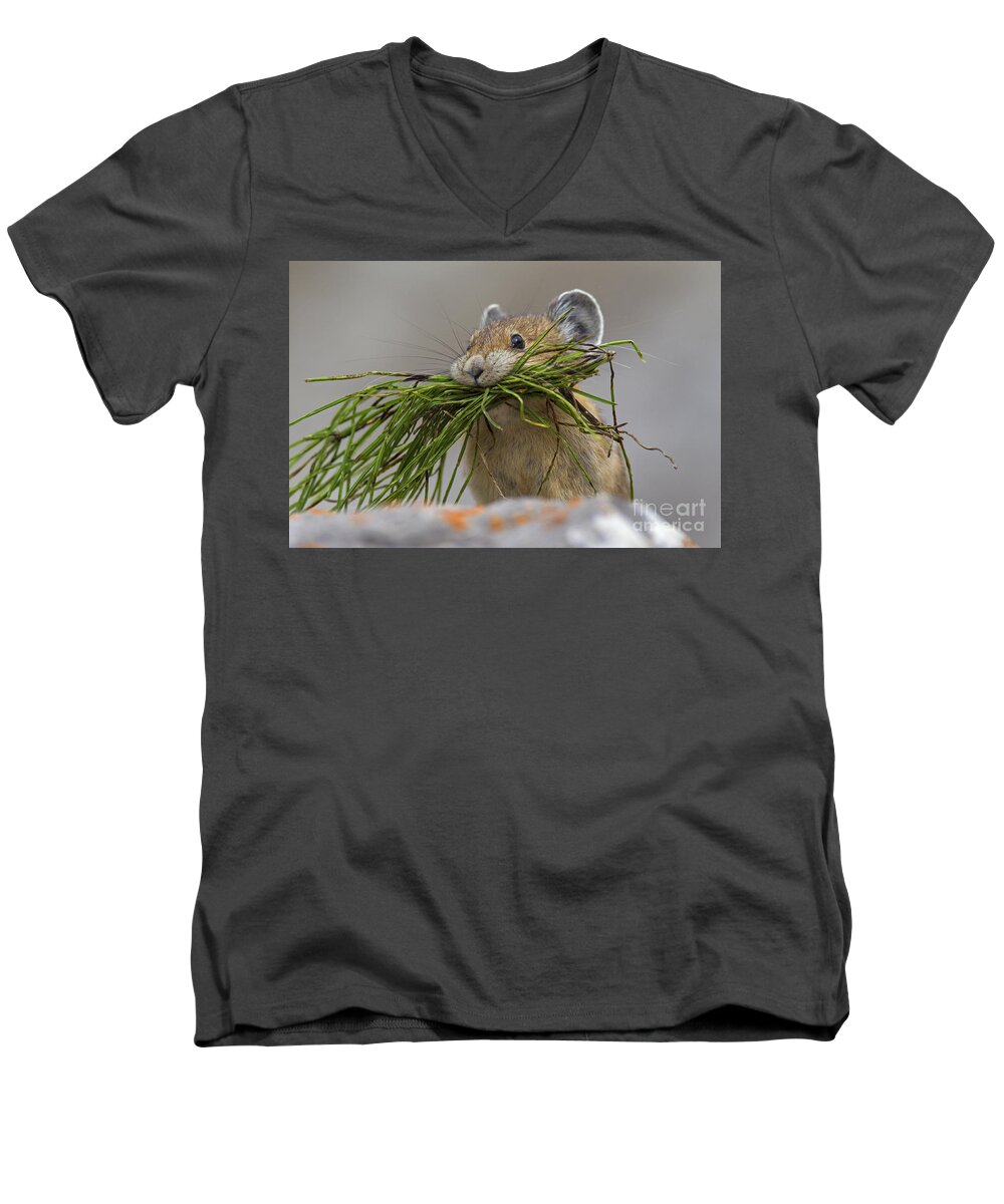 American Pika Men's V-Neck T-Shirt featuring the photograph Pika with a mouthful by Arterra Picture Library