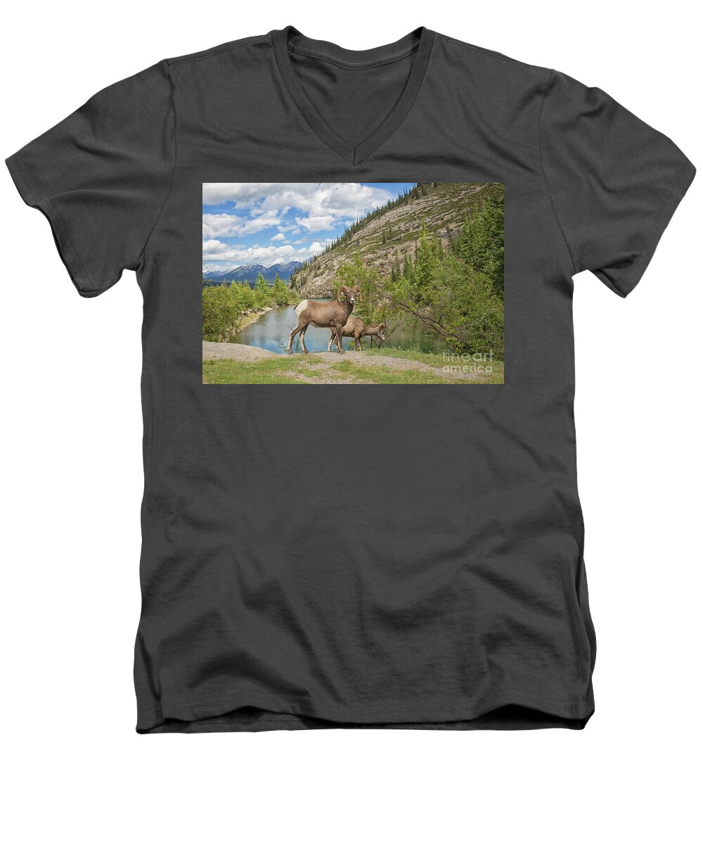 Banff Men's V-Neck T-Shirt featuring the photograph Bighorn sheep in the Rocky Mountains by Patricia Hofmeester