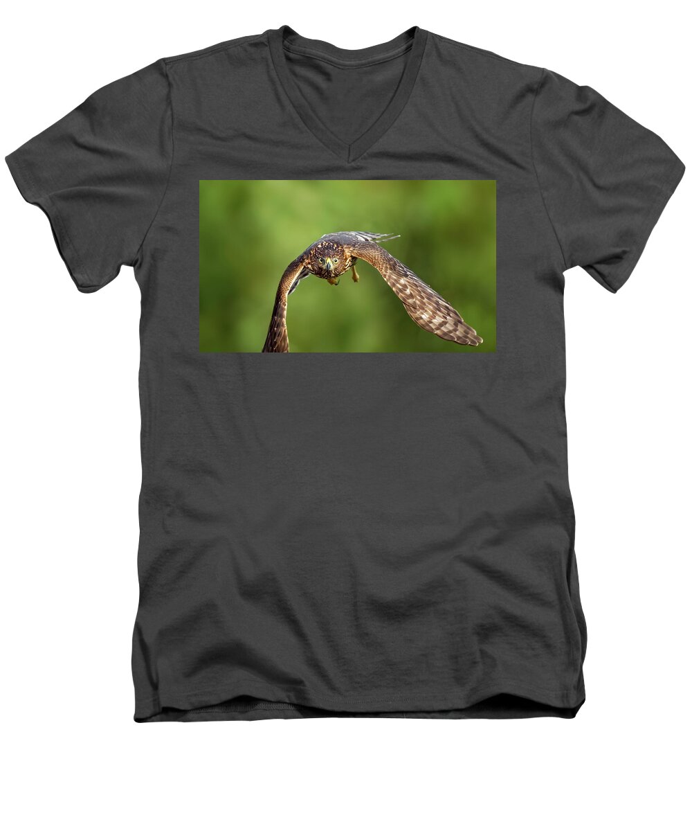 Amelia Island Men's V-Neck T-Shirt featuring the photograph Red-Tailed Hawk #5 by Peter Lakomy