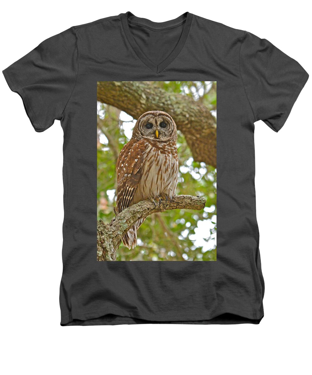 Barred Owl Men's V-Neck T-Shirt featuring the photograph A Barred Owl by Don Mercer