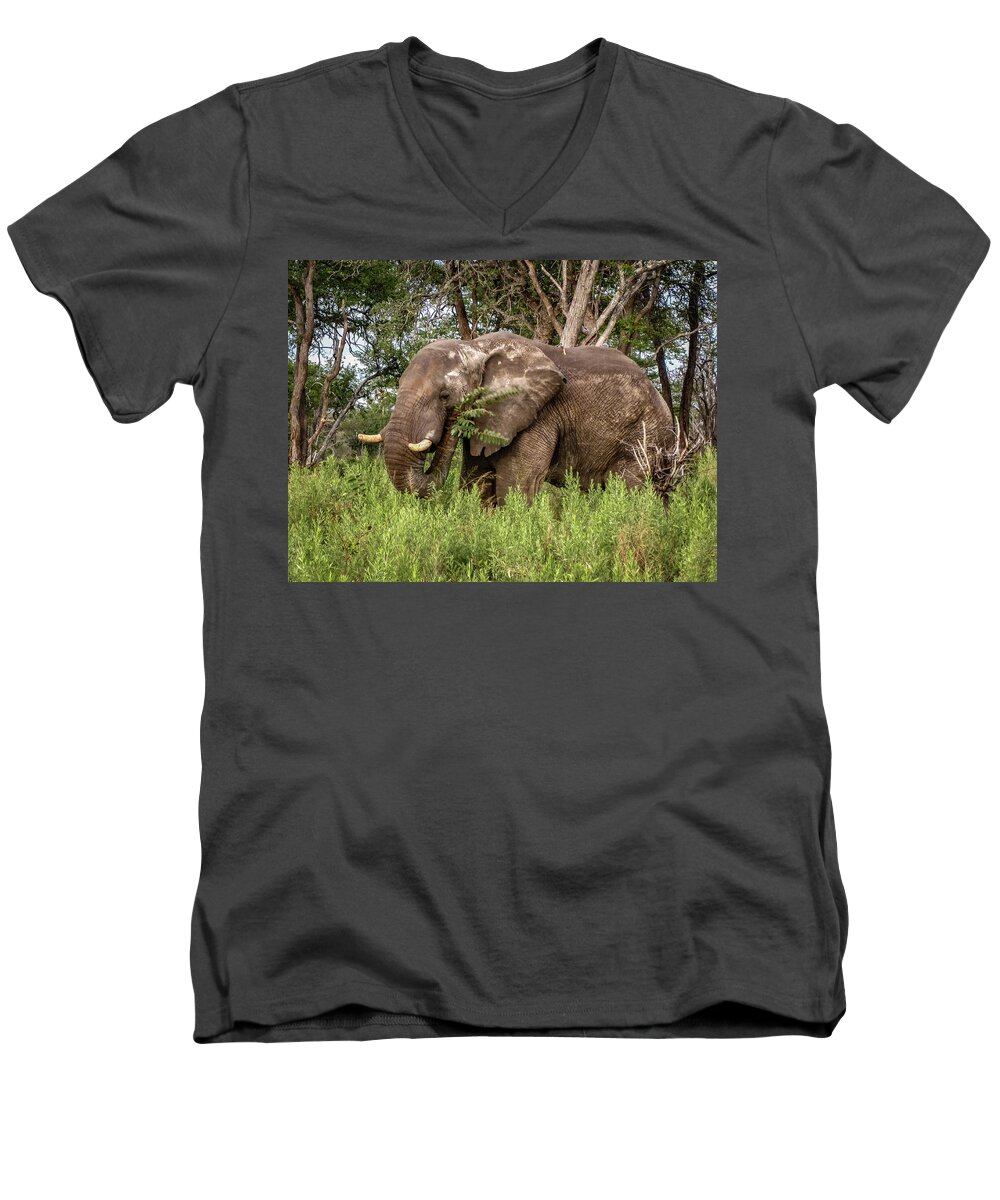 100324 Botswana & Zimbabwe Expeditions Men's V-Neck T-Shirt featuring the photograph Alpha Male Elephant by Gregory Daley MPSA