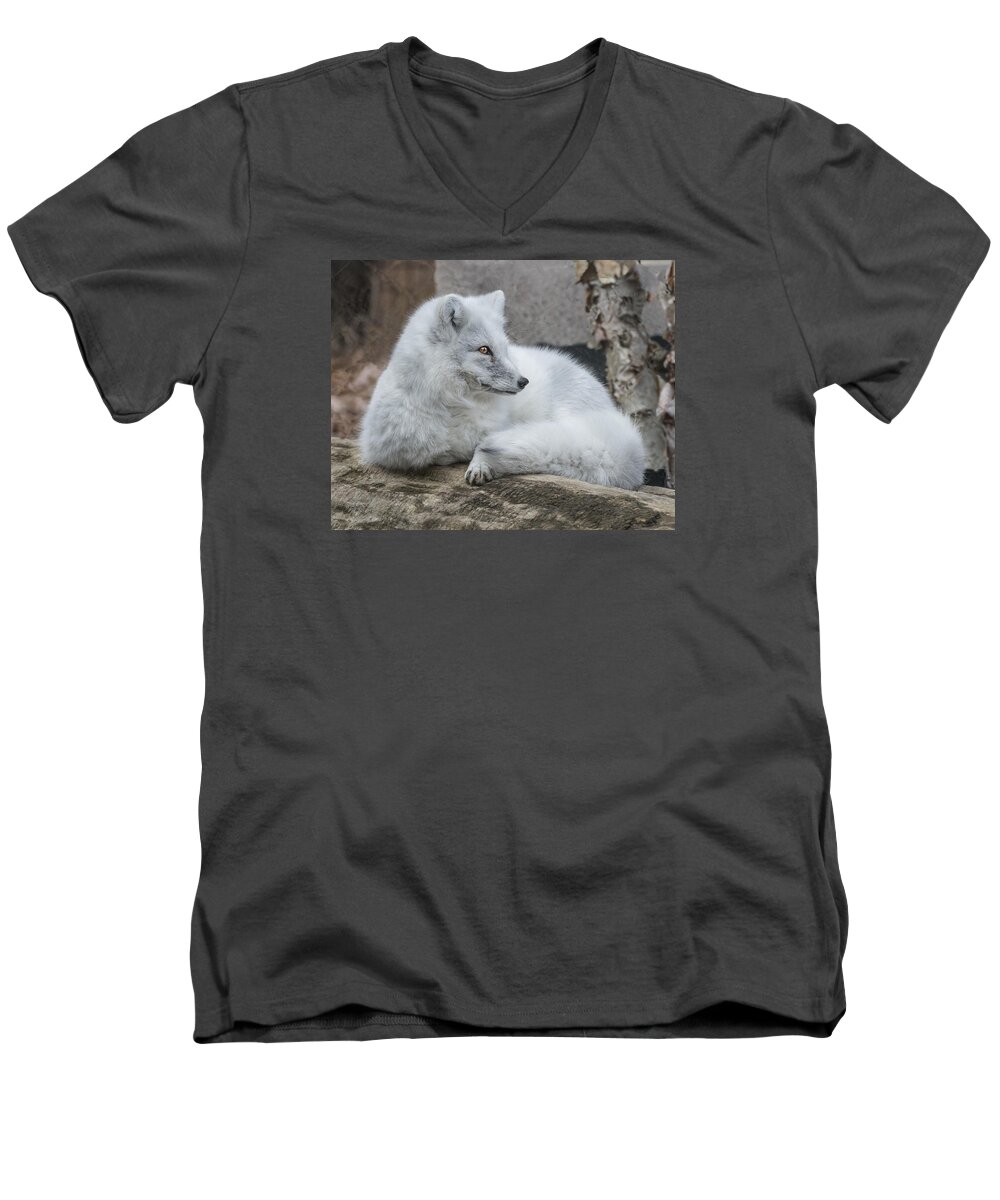 Animal Men's V-Neck T-Shirt featuring the photograph Arctic Fox Profile by William Bitman