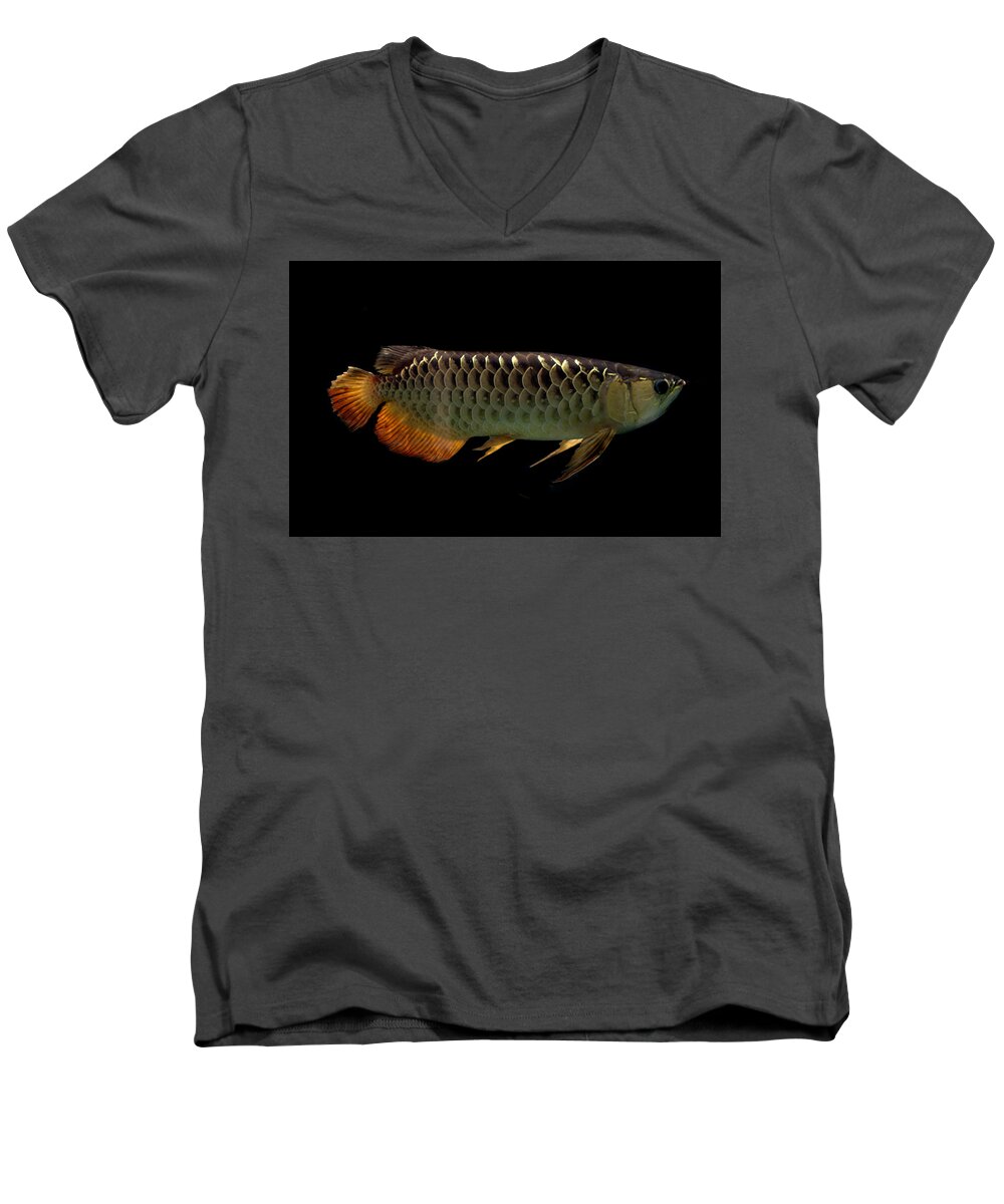Fish Men's V-Neck T-Shirt featuring the photograph Asian arawana Scleropages formosus by Nathan Abbott