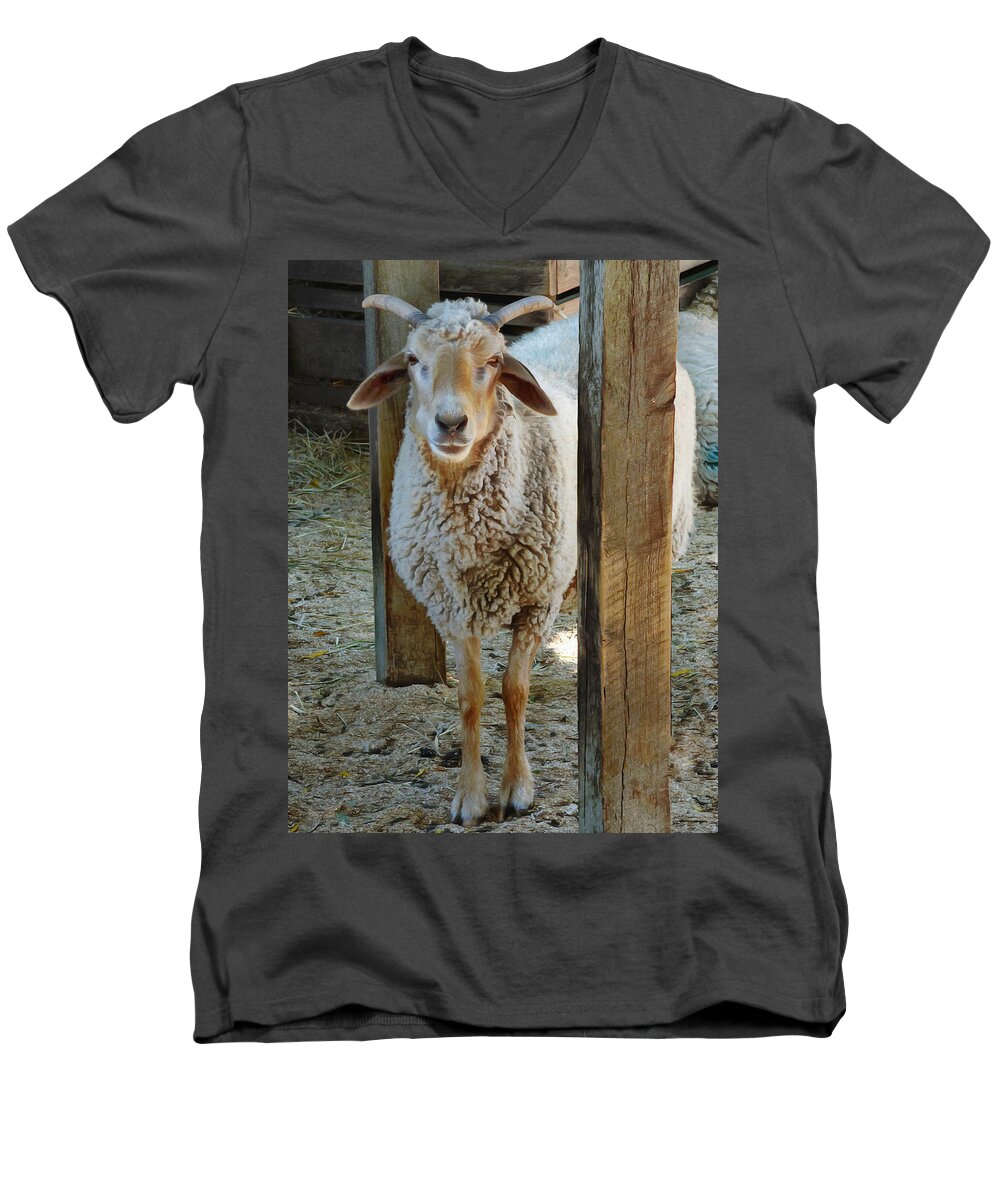 Animal Men's V-Neck T-Shirt featuring the photograph Awassi Sheep by Steve Taylor