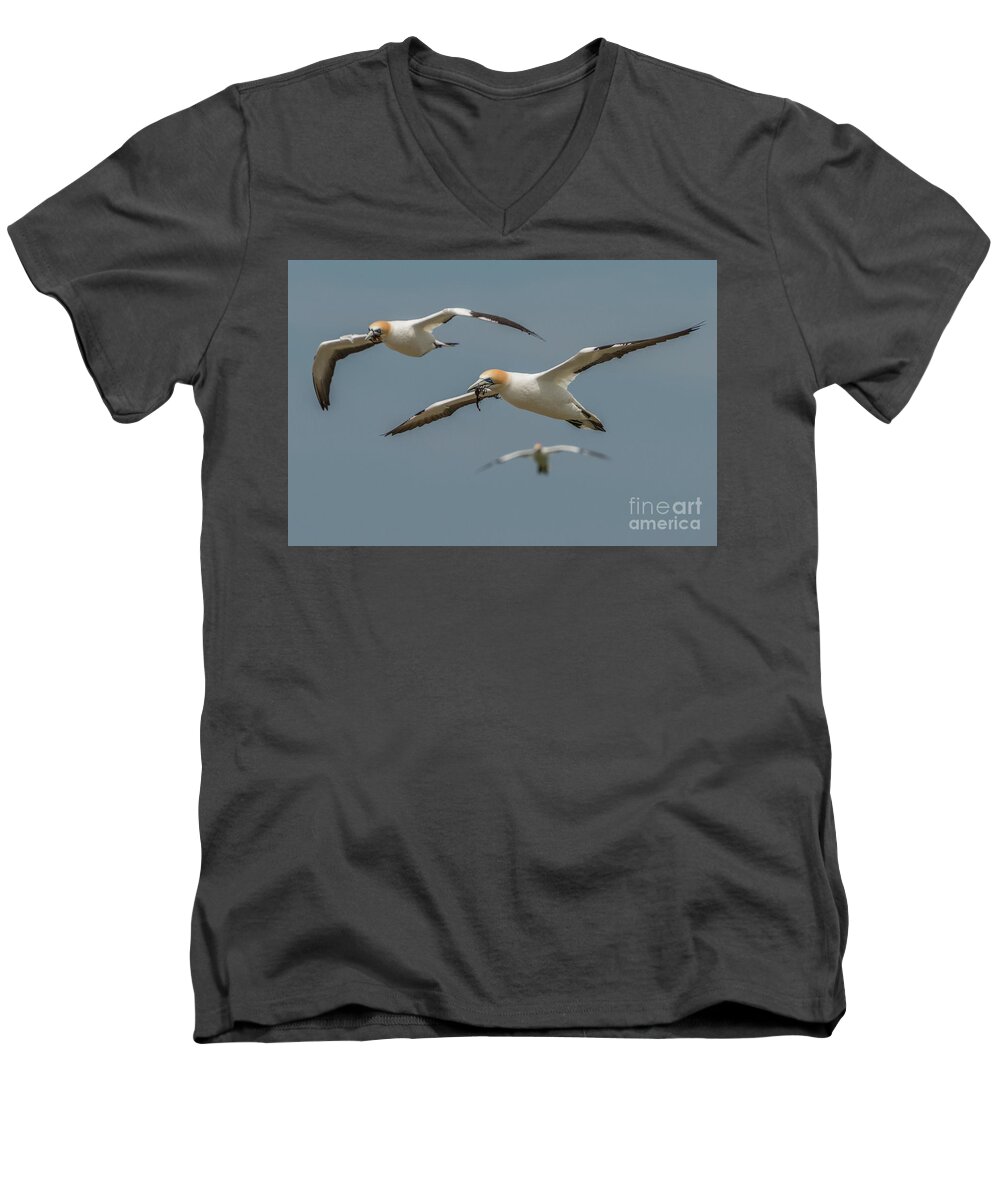 Bird Men's V-Neck T-Shirt featuring the photograph Back to the Colony by Werner Padarin