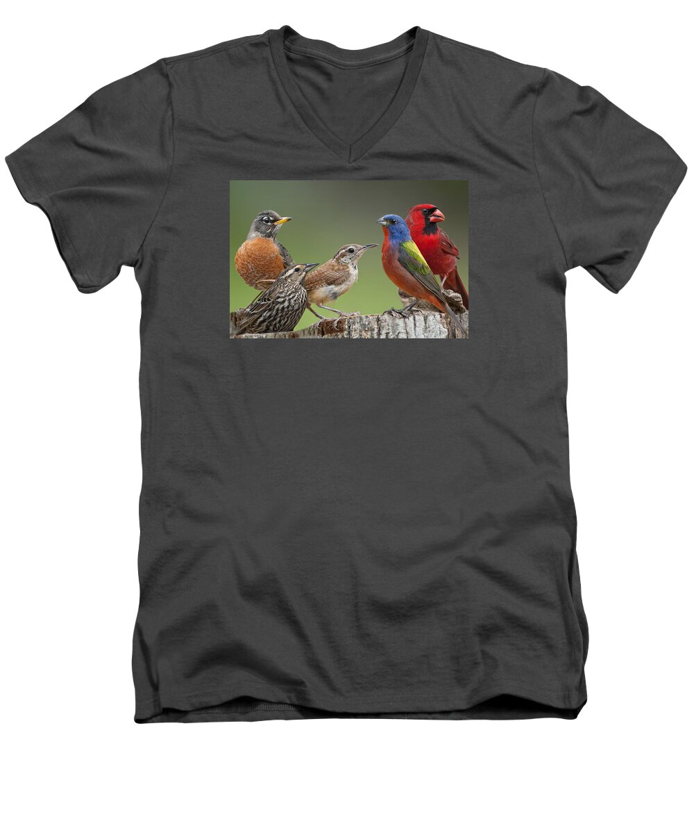 American Robin Men's V-Neck T-Shirt featuring the photograph Backyard Buddies by Bonnie Barry