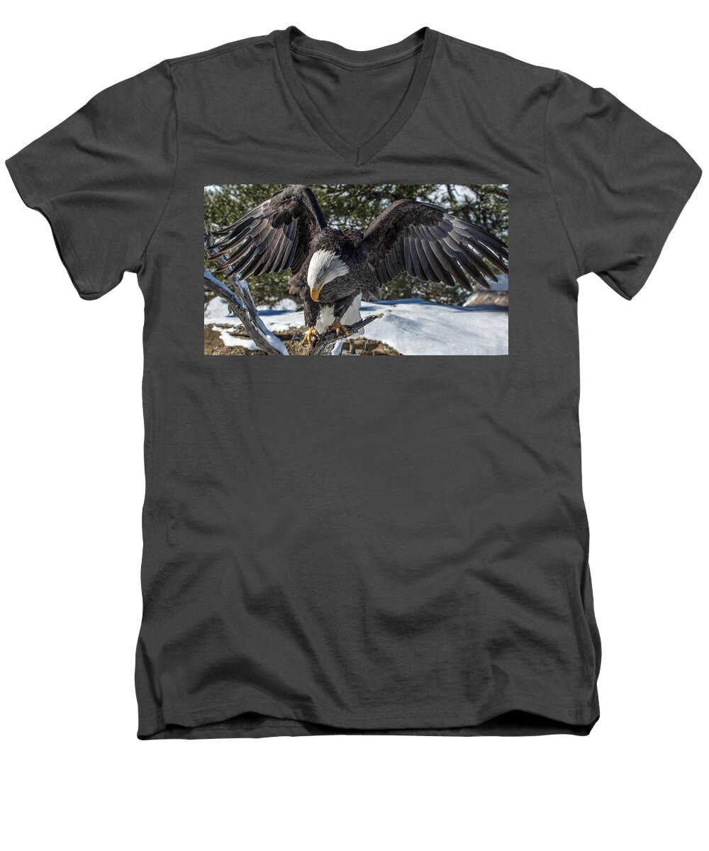 Bald Eagle Men's V-Neck T-Shirt featuring the photograph Bald Eagle Spread by Dawn Key