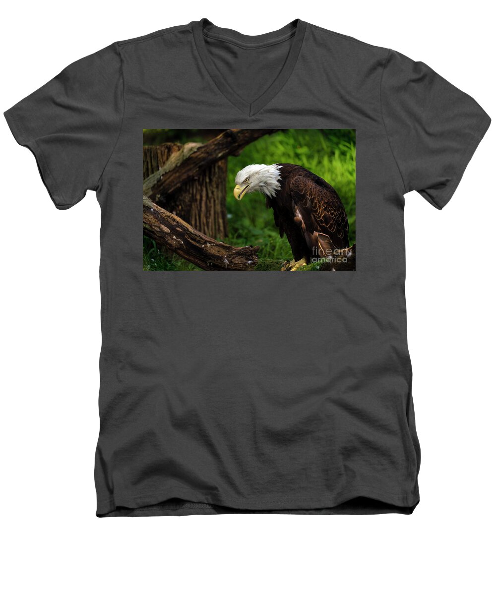 Eagle Men's V-Neck T-Shirt featuring the photograph Beautiful bald eagle looking down by Sam Rino