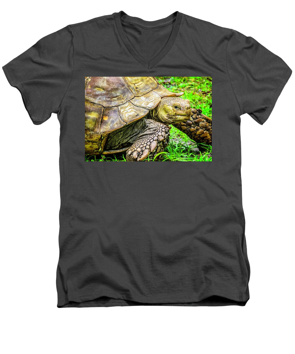 Turtle Men's V-Neck T-Shirt featuring the photograph Big boy by Camille Lopez